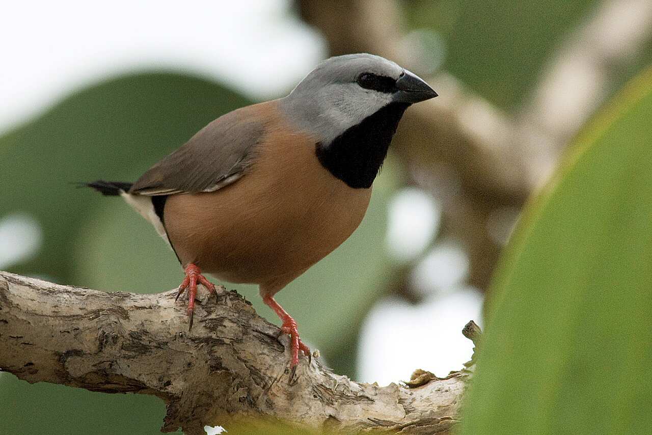 As southern black-throated finch.