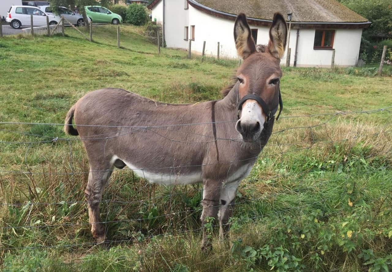 'Vitus' on his meadow in Schlitz, central Germany.