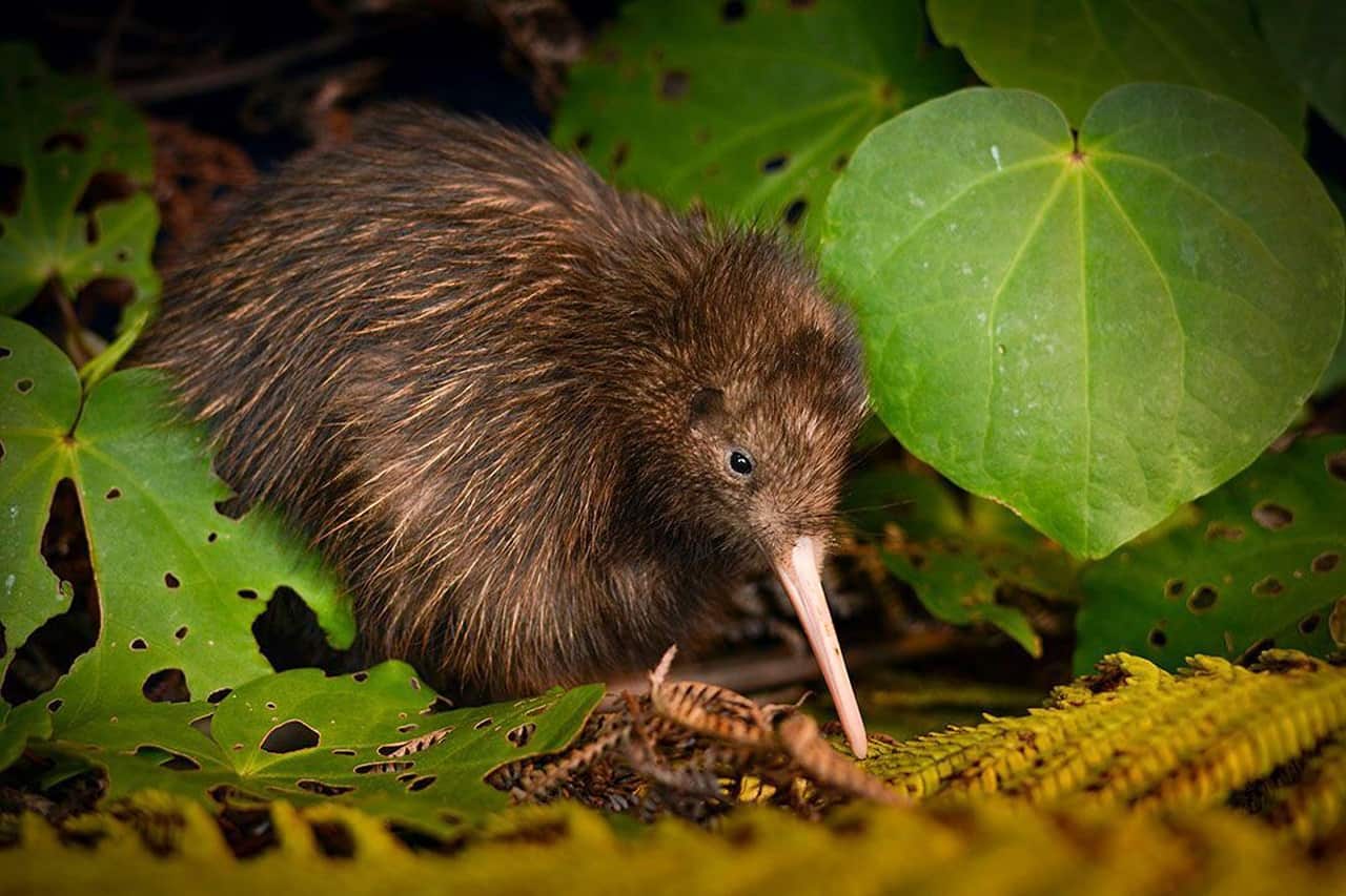 A kiwi in the wild.