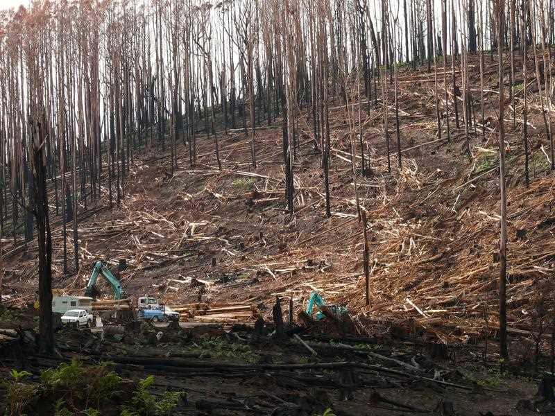 A supplied image obtained Monday, April 30, 2018 of logged trees in Mountain Ash forest, Victoria.