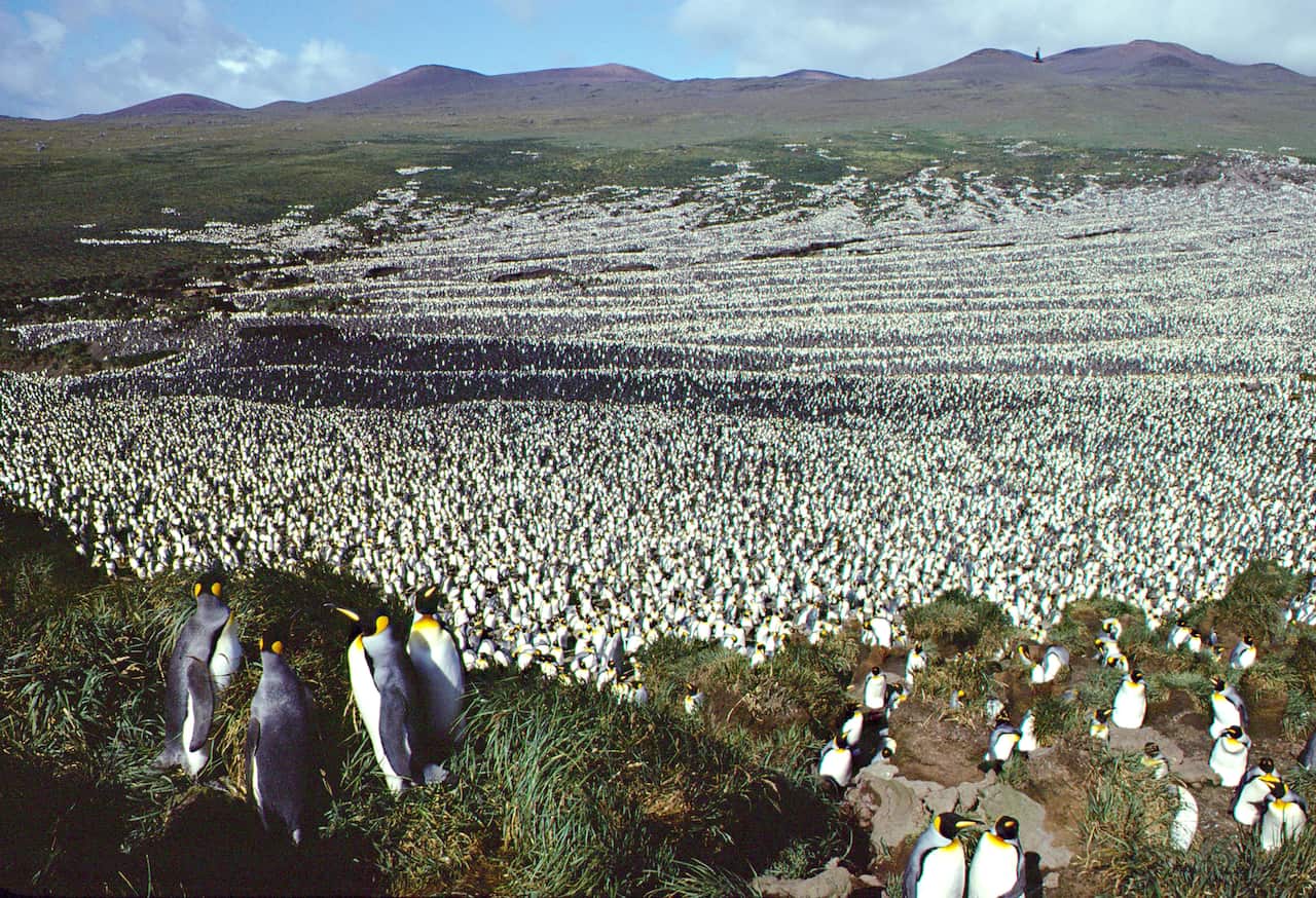 King penguins on Ile aux Cochons (Pig Island) in 1982