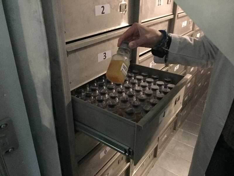 A general view of a urine sample taken in a Moscow anti-doping lab