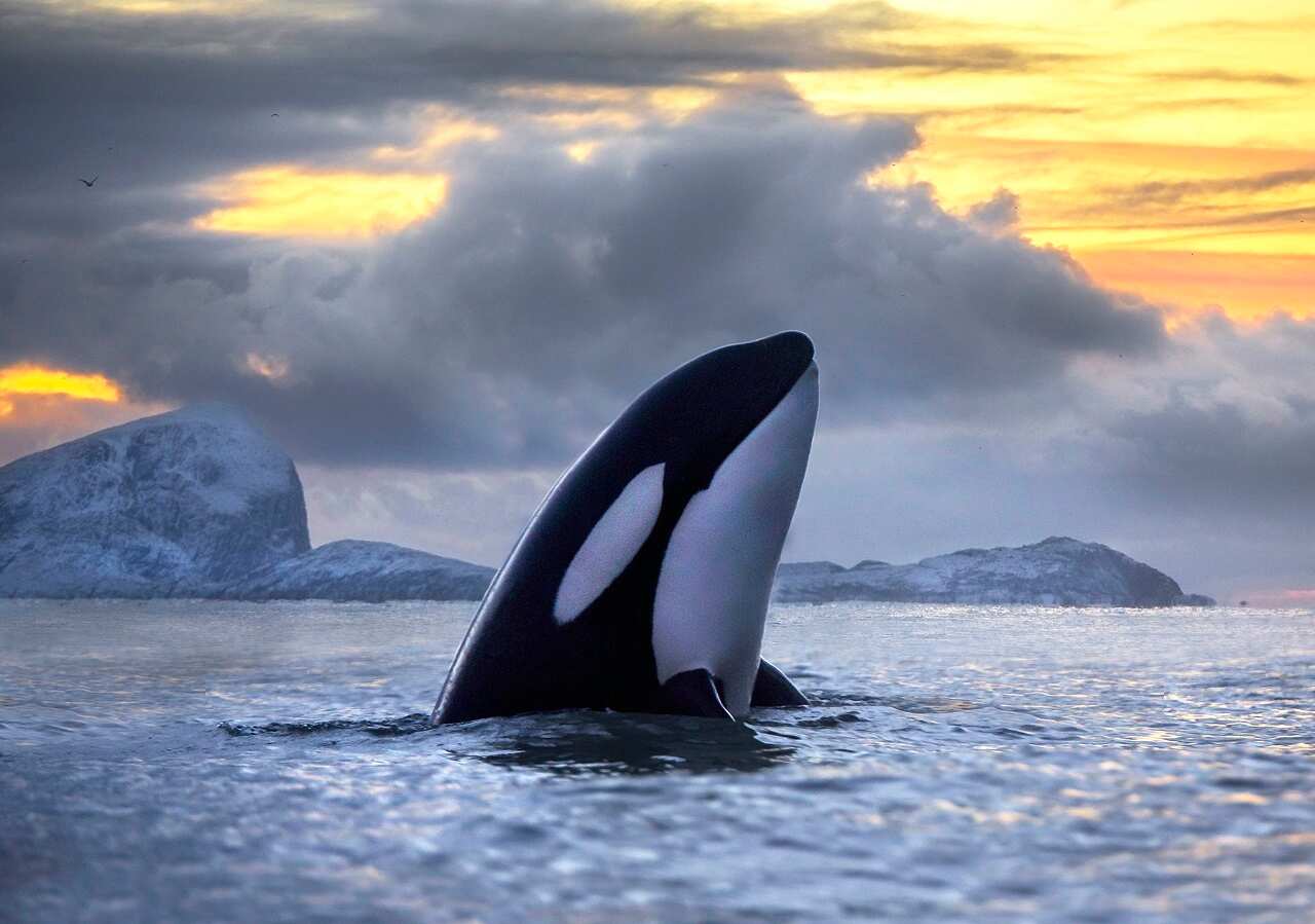 An orca in the wild.