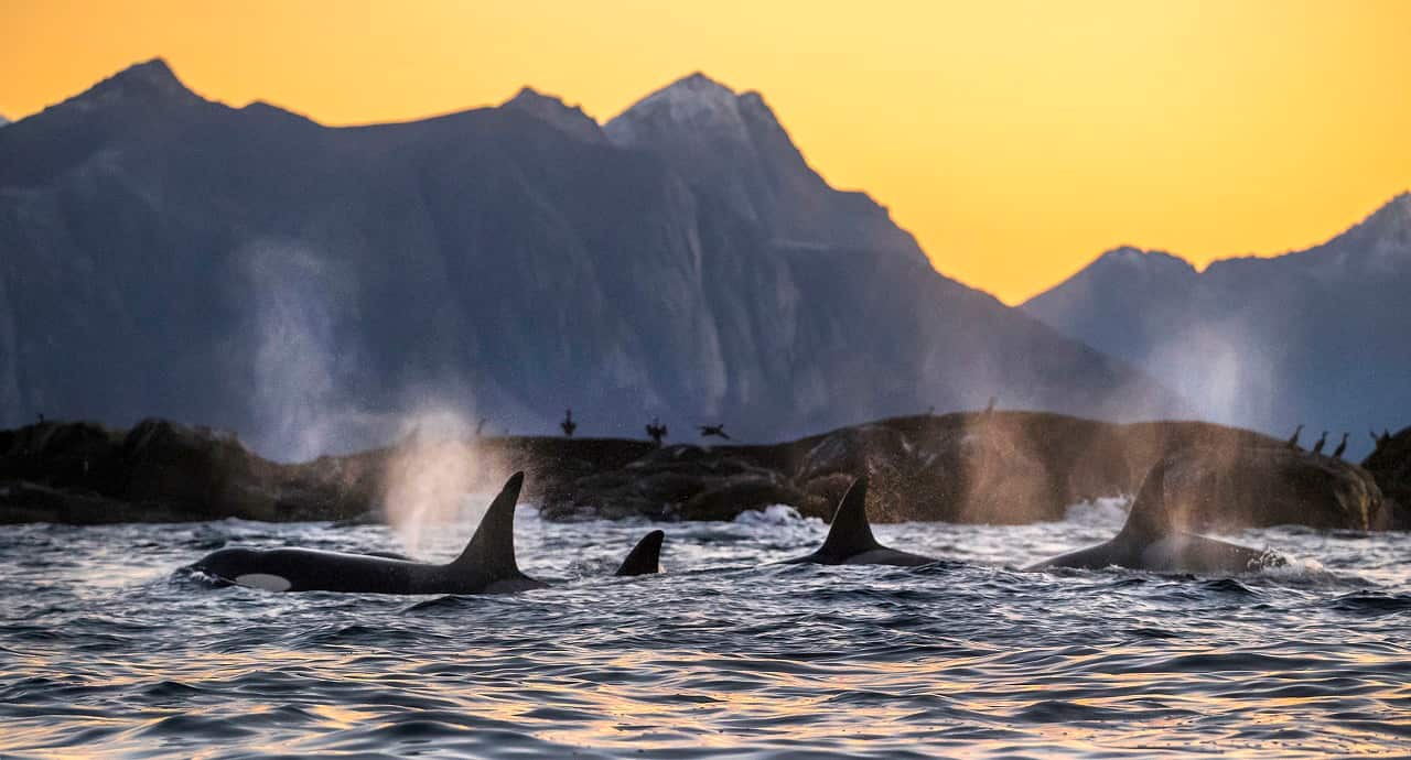 Half of the world's orcas could be wiped out in just a few decades because of toxic chemicals in the ocean.