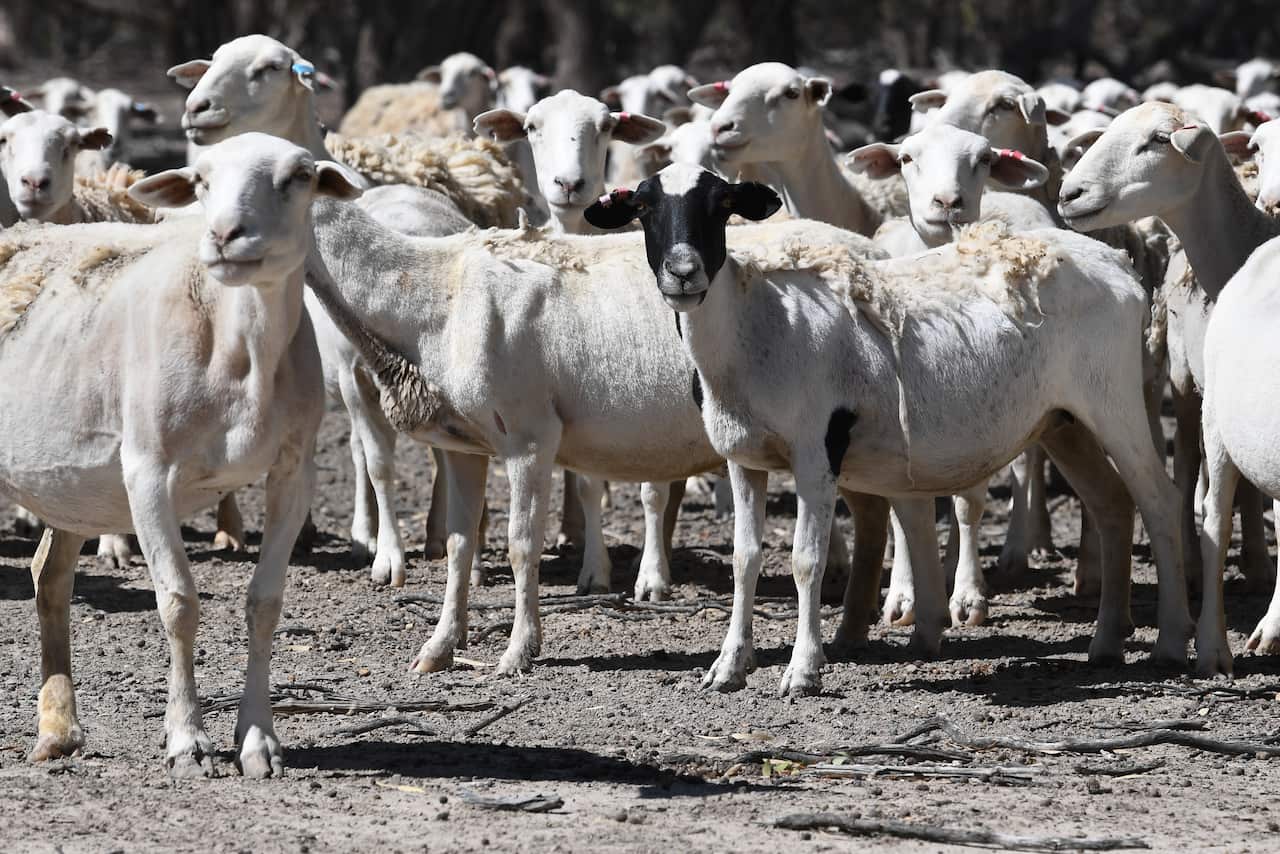 Sheep move across the barren grazing land of sheep farmer Wayne Smith's property near Pooncarie