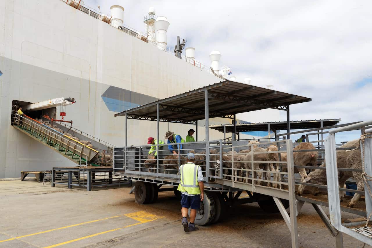 Sheep make their way onto a livestock vessel at the Fremantle wharf.