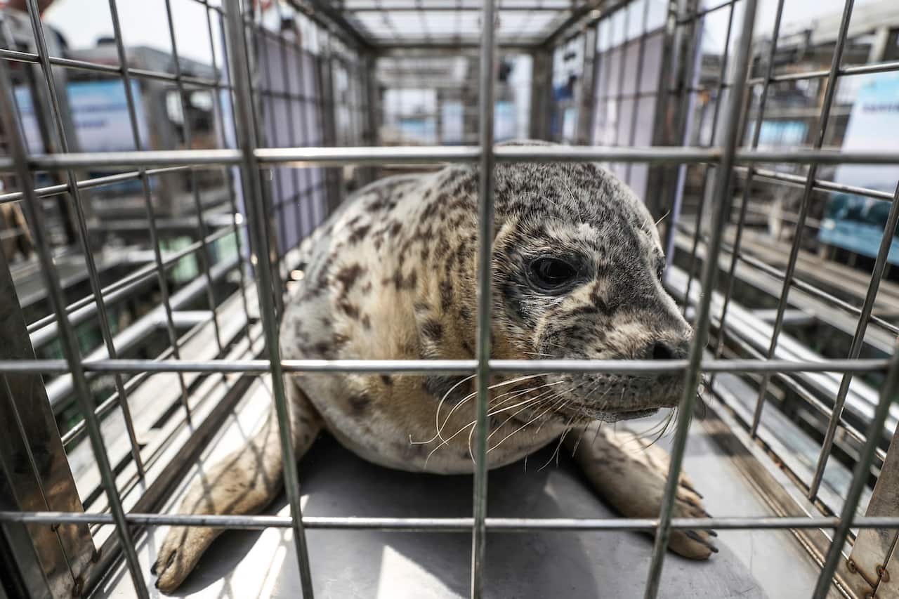 A spotted seal sits in a cage before being released by officials into the sea near Dalian in northeastern China's Liaoning province. 