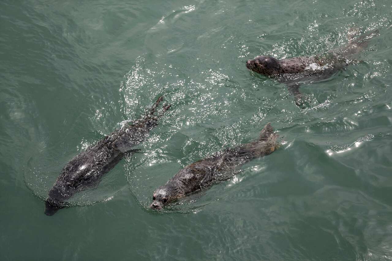 Spotted seals swim in the sea after being released by officials near Dalian in northeastern China's Liaoning province. 