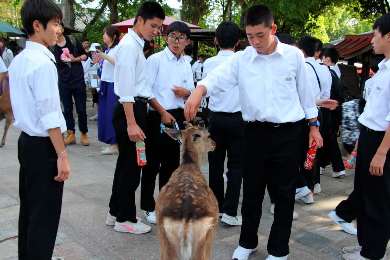 Tourists have been advised not to feed the animals after plastic waste was discovered in the stomachs of several deceased deer.