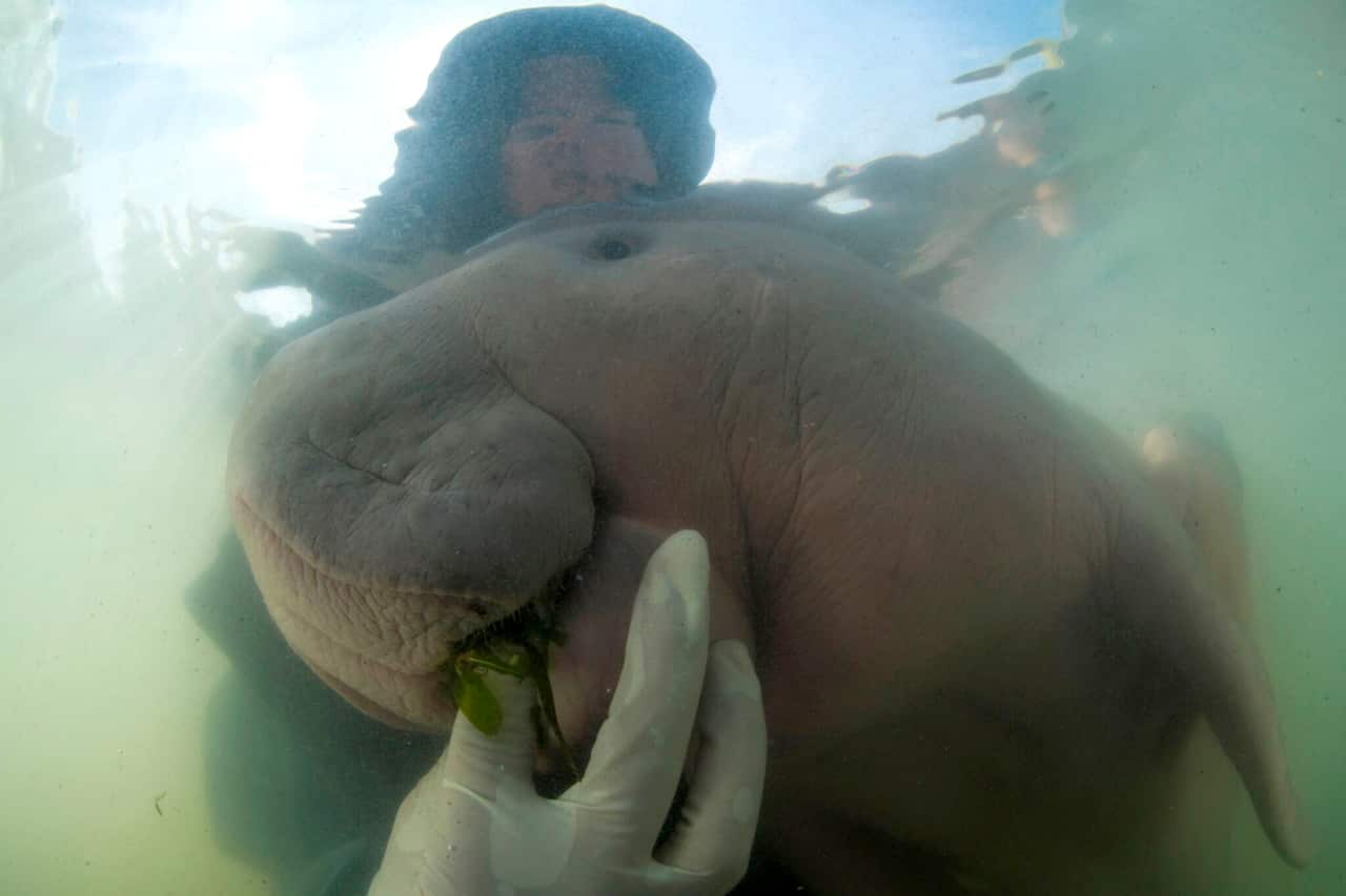 A Department of Marine and Coastal Resources official feeds sea-grass spread to Mariam.