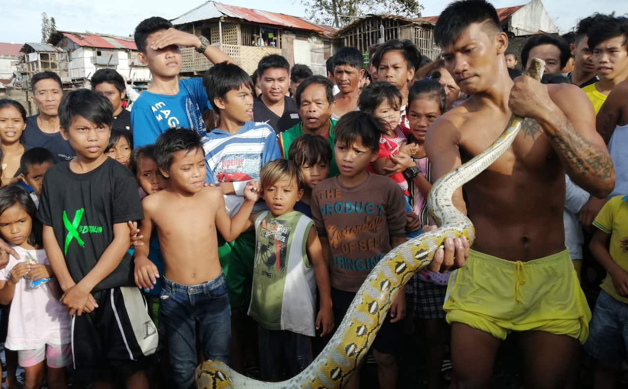 Villagers capture a python on Christmas Day in the typhoon-hit city of Ormoc.
