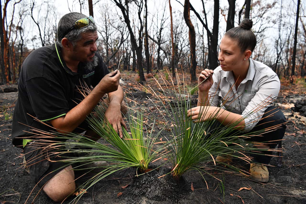 Kelvin Johnson (right) and Amanda Shields from the Darkinjung Local Aboriginal Land Council chew on the root of an Xanthorrhoea Australis or Black Boy plant.