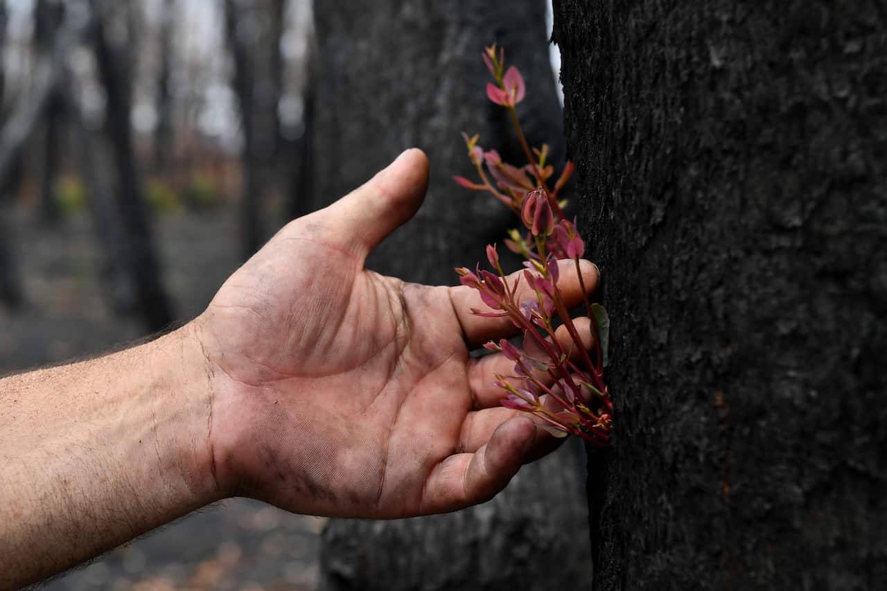 Kelvin Johnson examines native regrowth among bushland destroyed by bushfires in Kulnura.