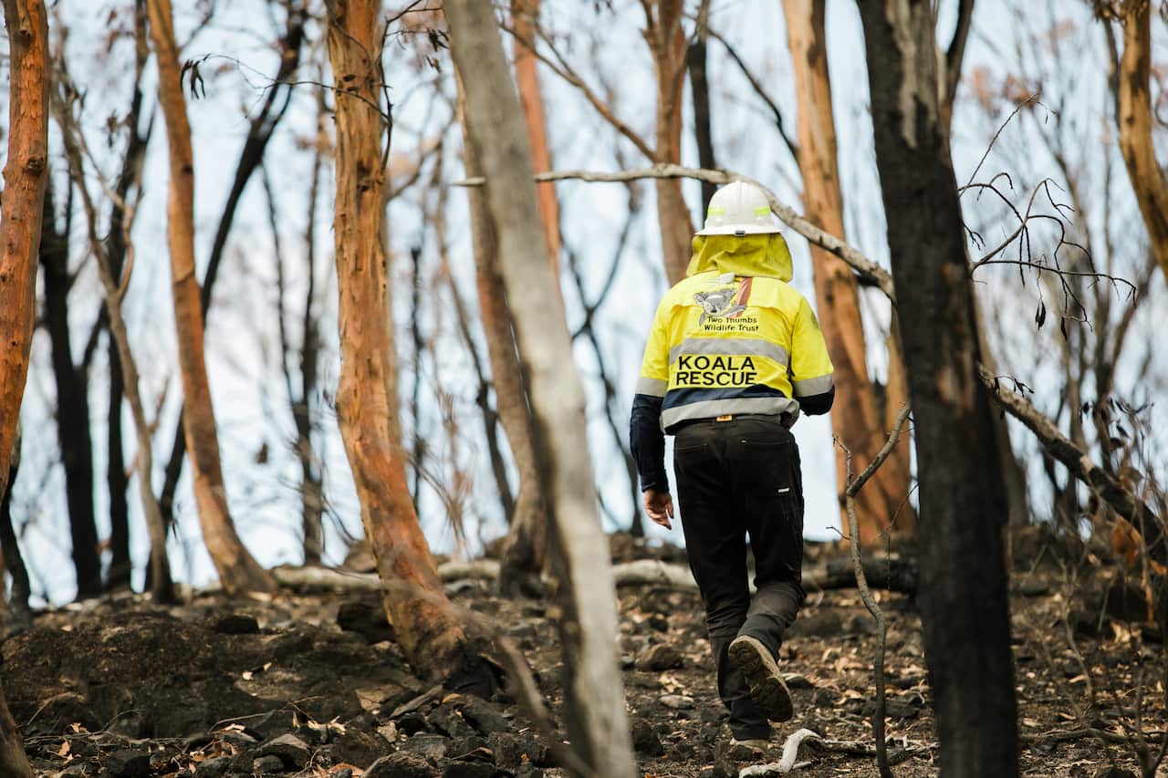 Wildlife carers are seen attending to koala habitat that has been destroyed by fire.