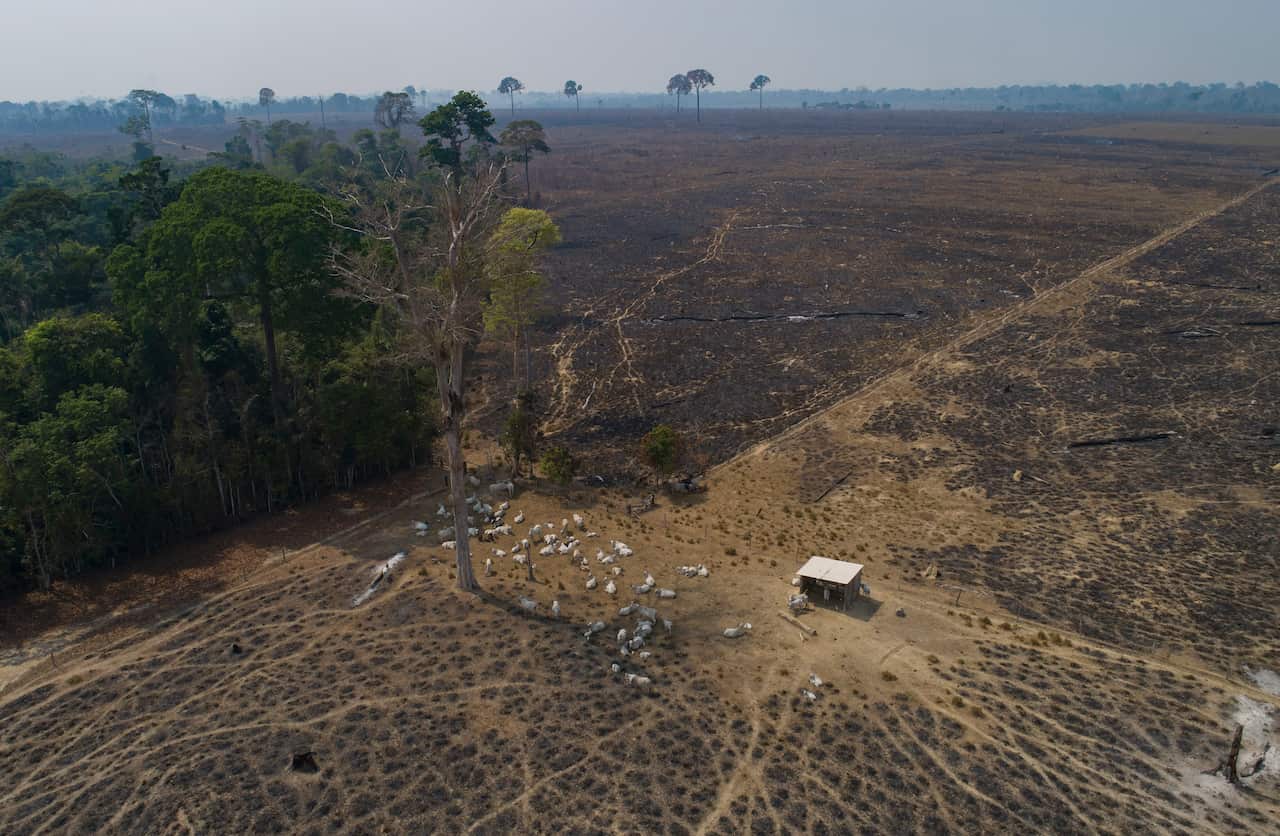Cattle graze on deforested land