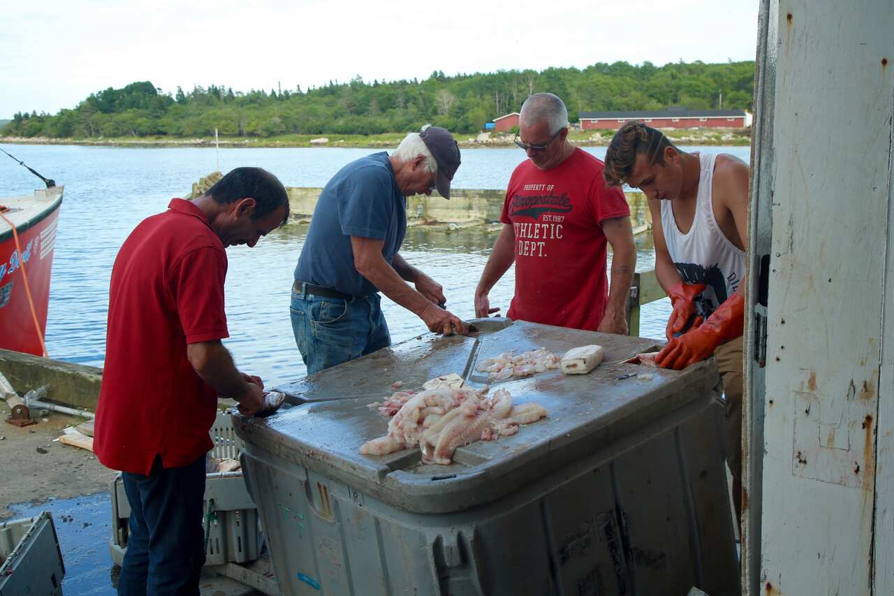 Shelburne local Bill Murphy teaches the Hendawi family how to skin a fish.