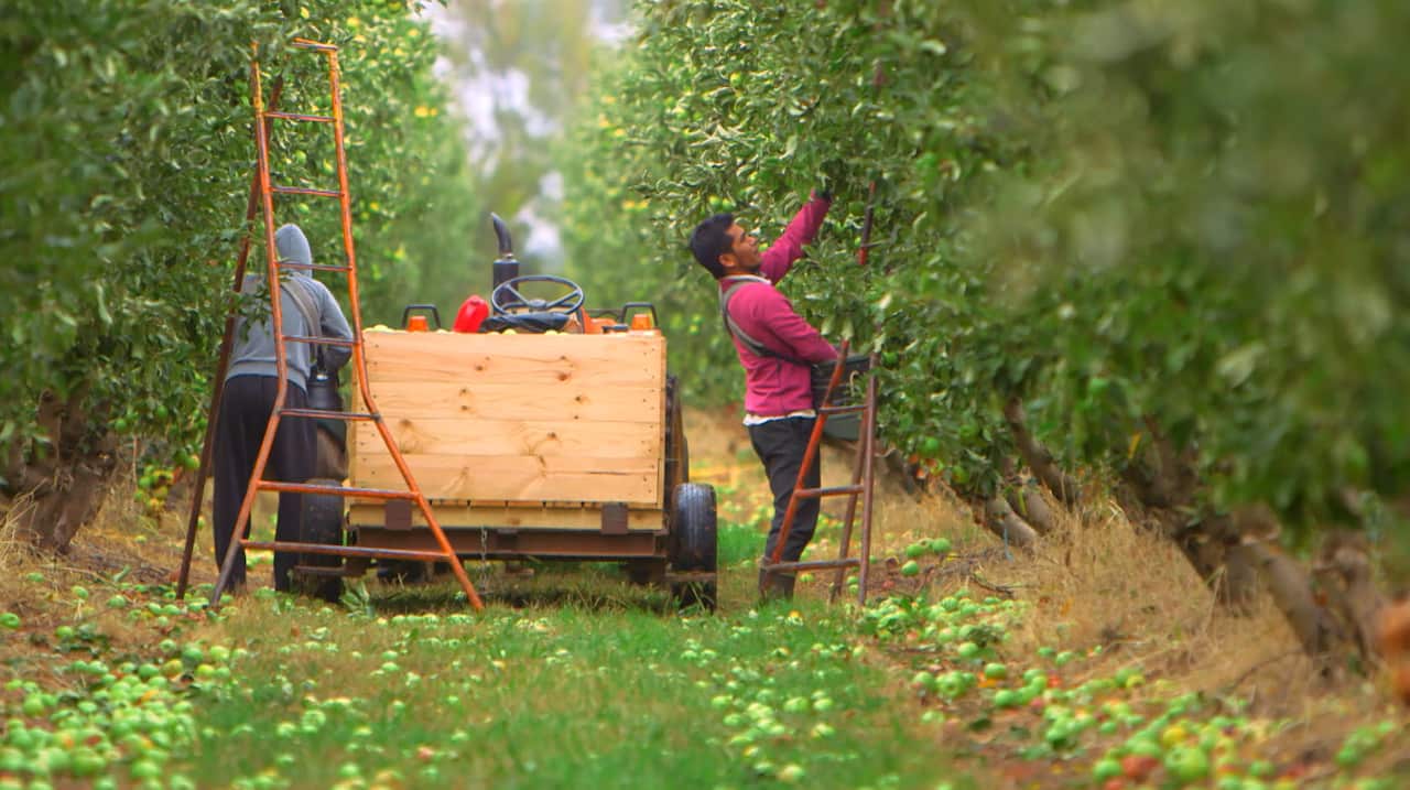 A fruit picker in Shepparton.