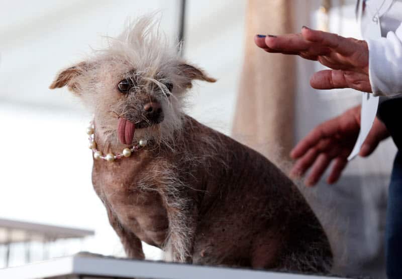 ugliest dog contest