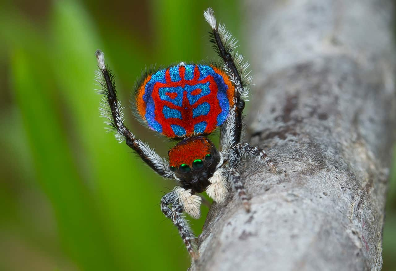 New Species of Dancing Peacock Spider Discovered, Biology