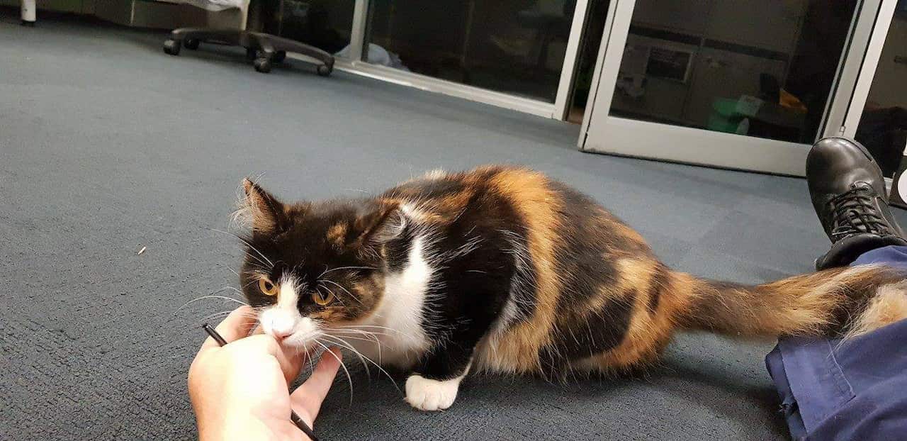 Leelo spent nearly a year on the run.