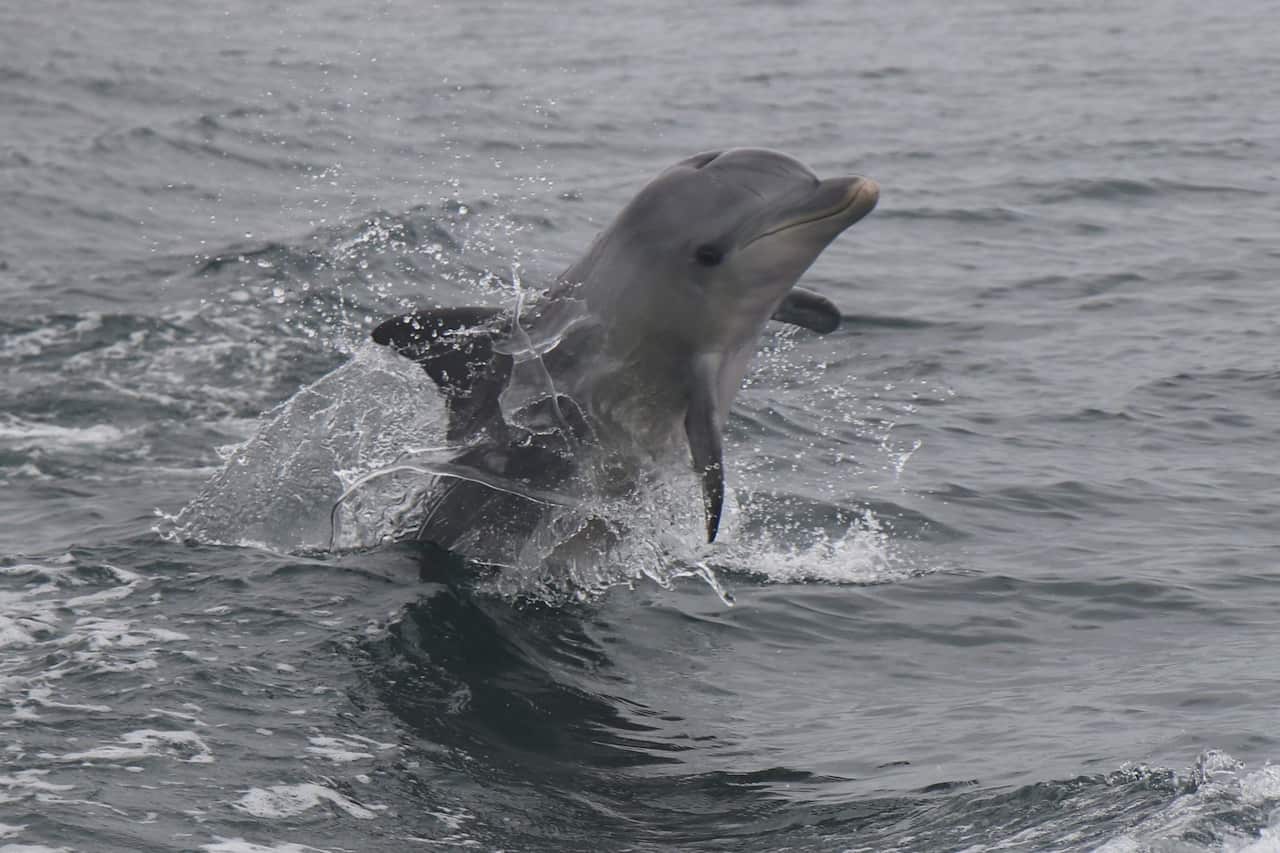 Adelaide river dolphin