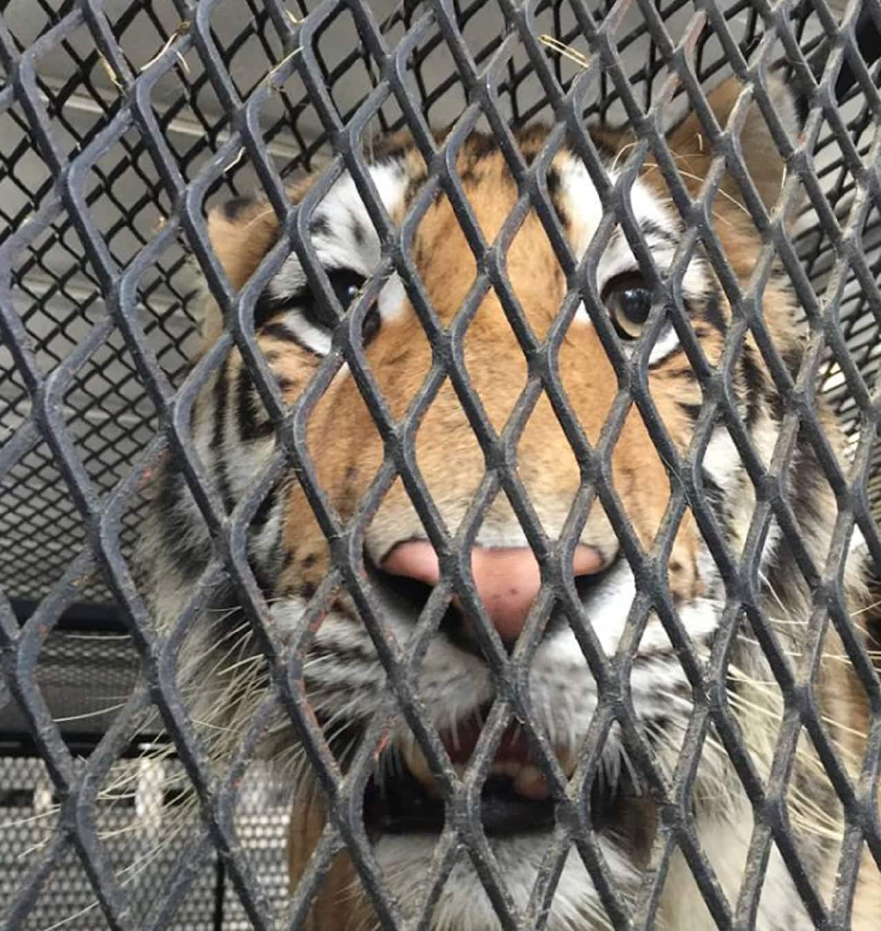 The tiger after it was captured.