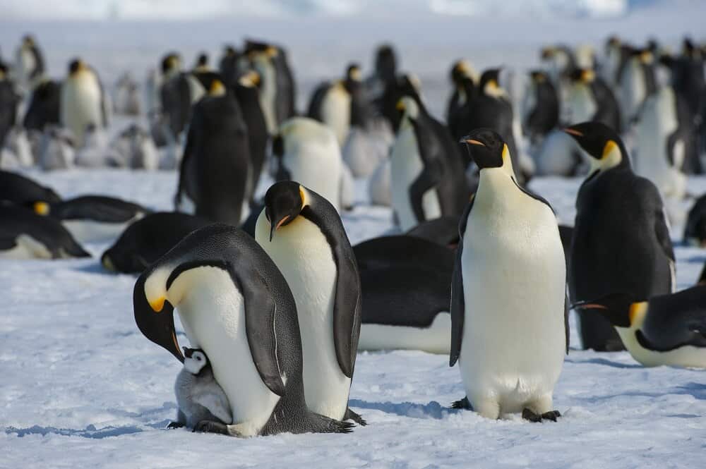 The nutrients in penguins' poo could be the key to improving biodiversity in Antarctica. 