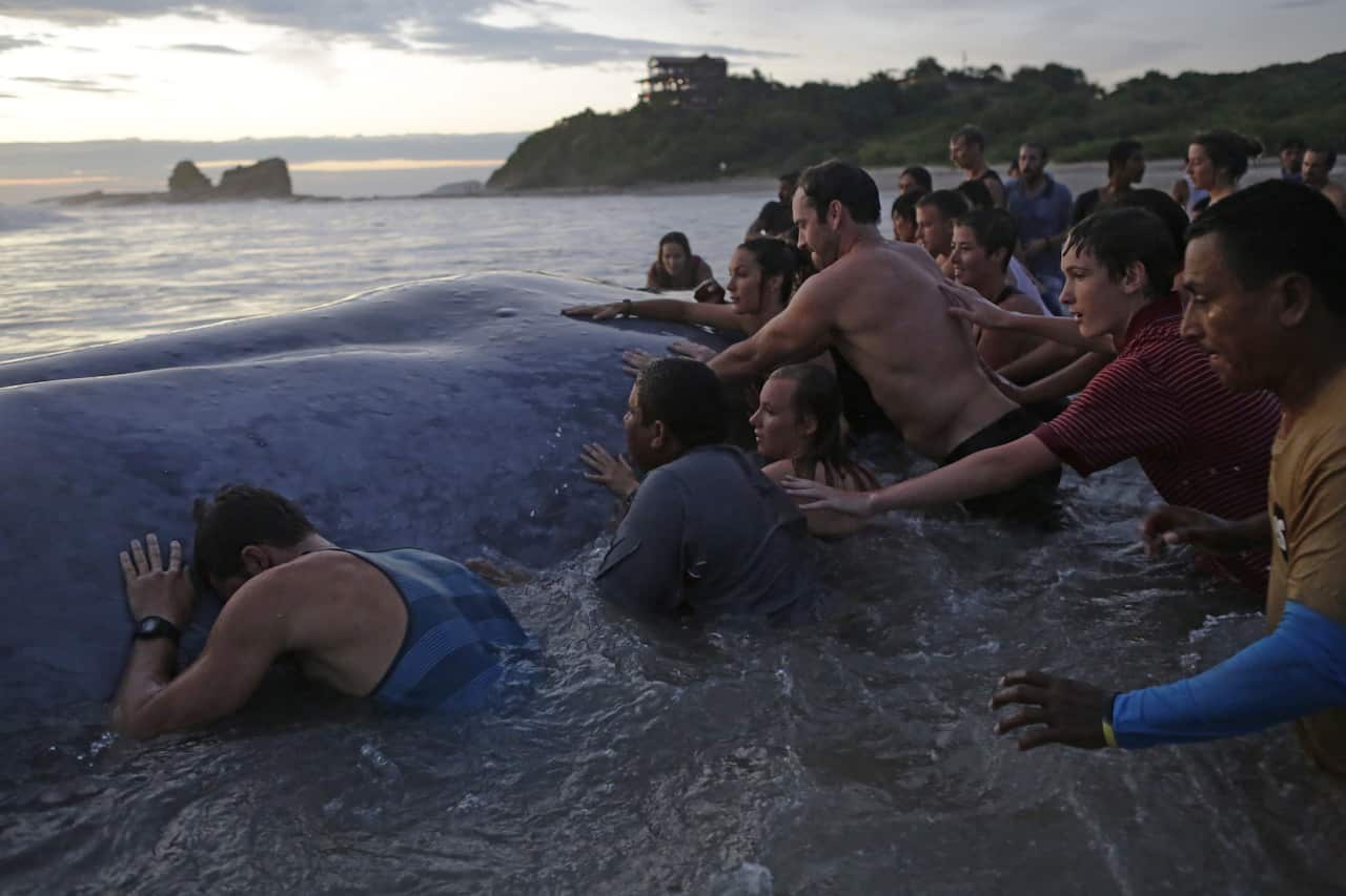 People try to help a stranded whale at Popoyo beach, 35km from Rivas, Nicaragua. (AFP/Getty)