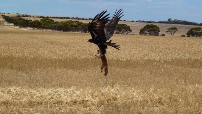 eagle