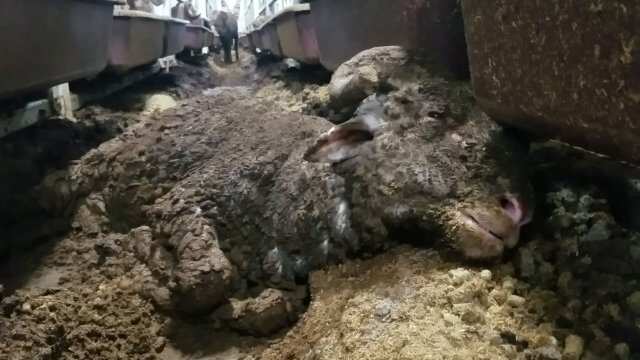 Sheep dying on route to Middle East