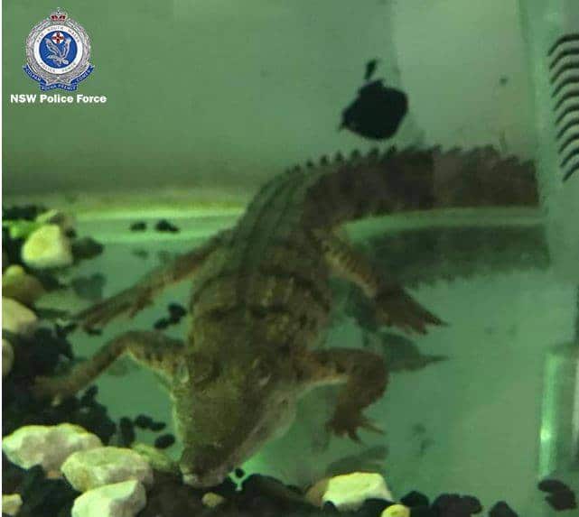 A freshwater Crocodile found in a raid