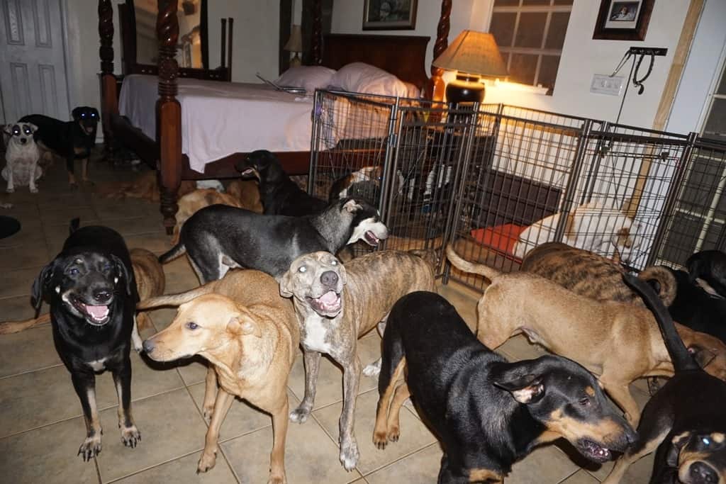 Some of the dogs in Chella Phillips' bedroom.