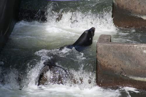 sealion 