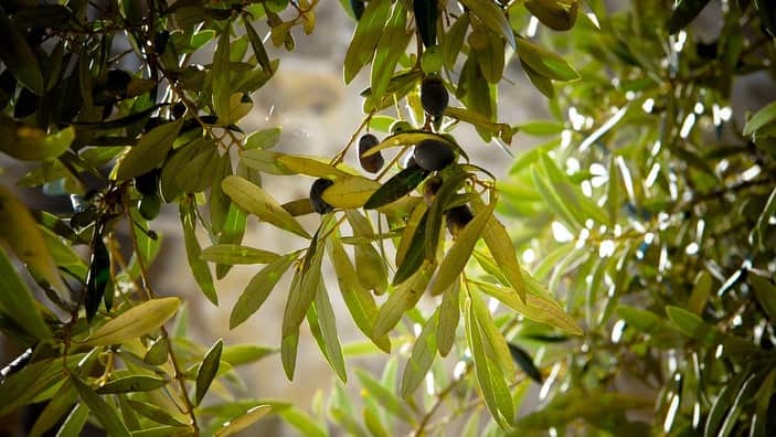 The science behind the Mediterranean diet might be flawed.