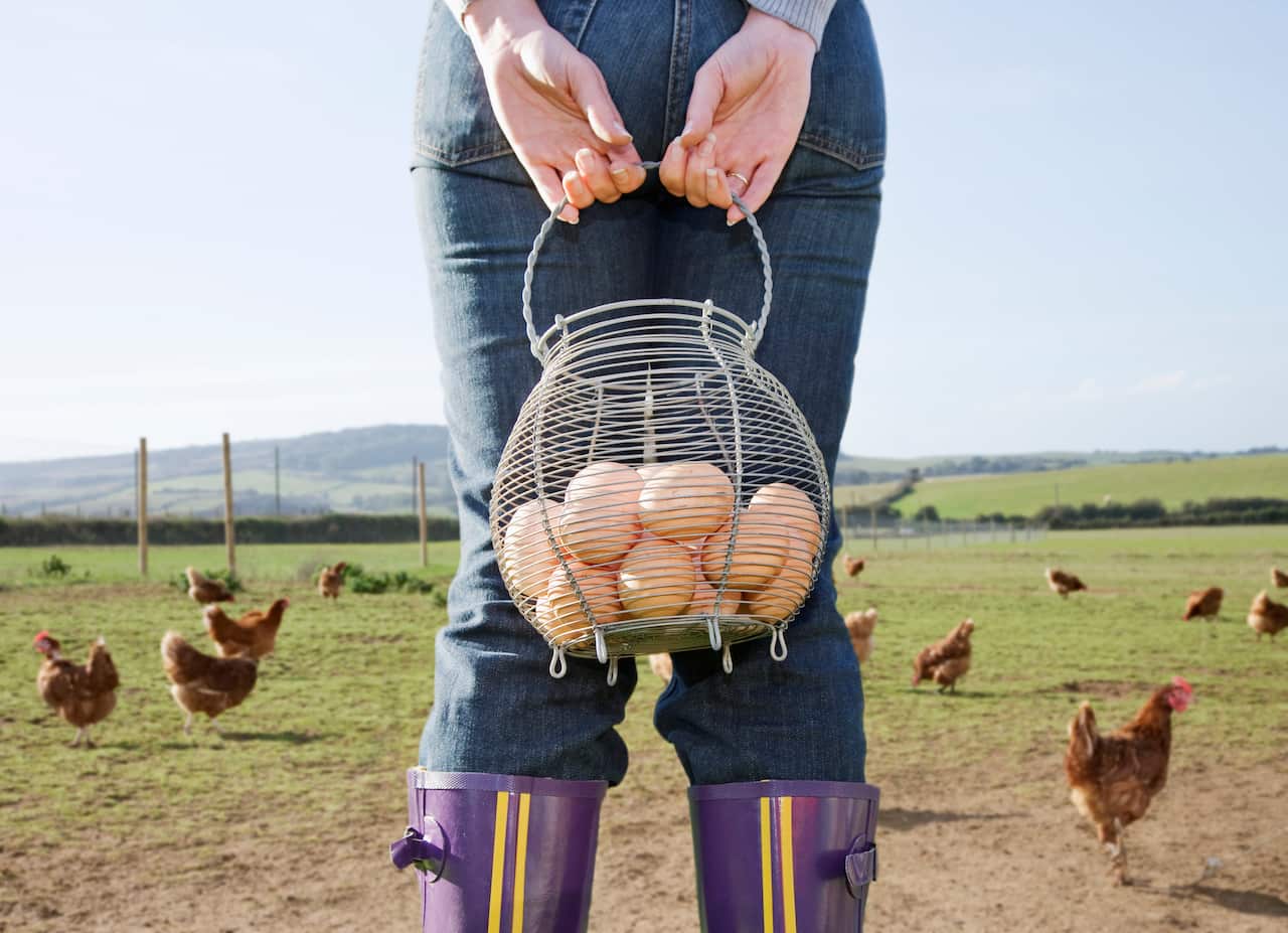 Free range eggs