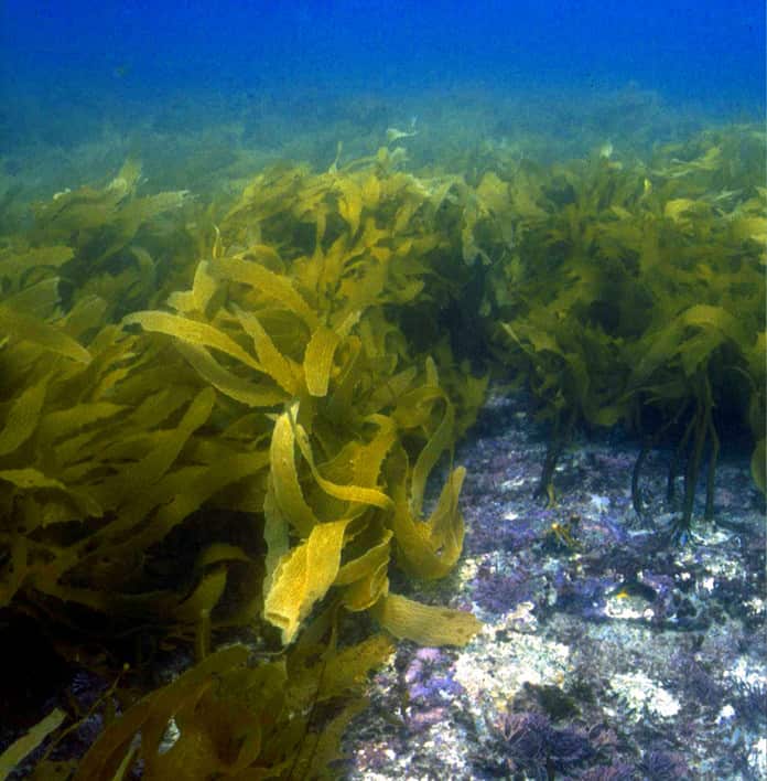 2005: Before the heatwave: kelp oceans