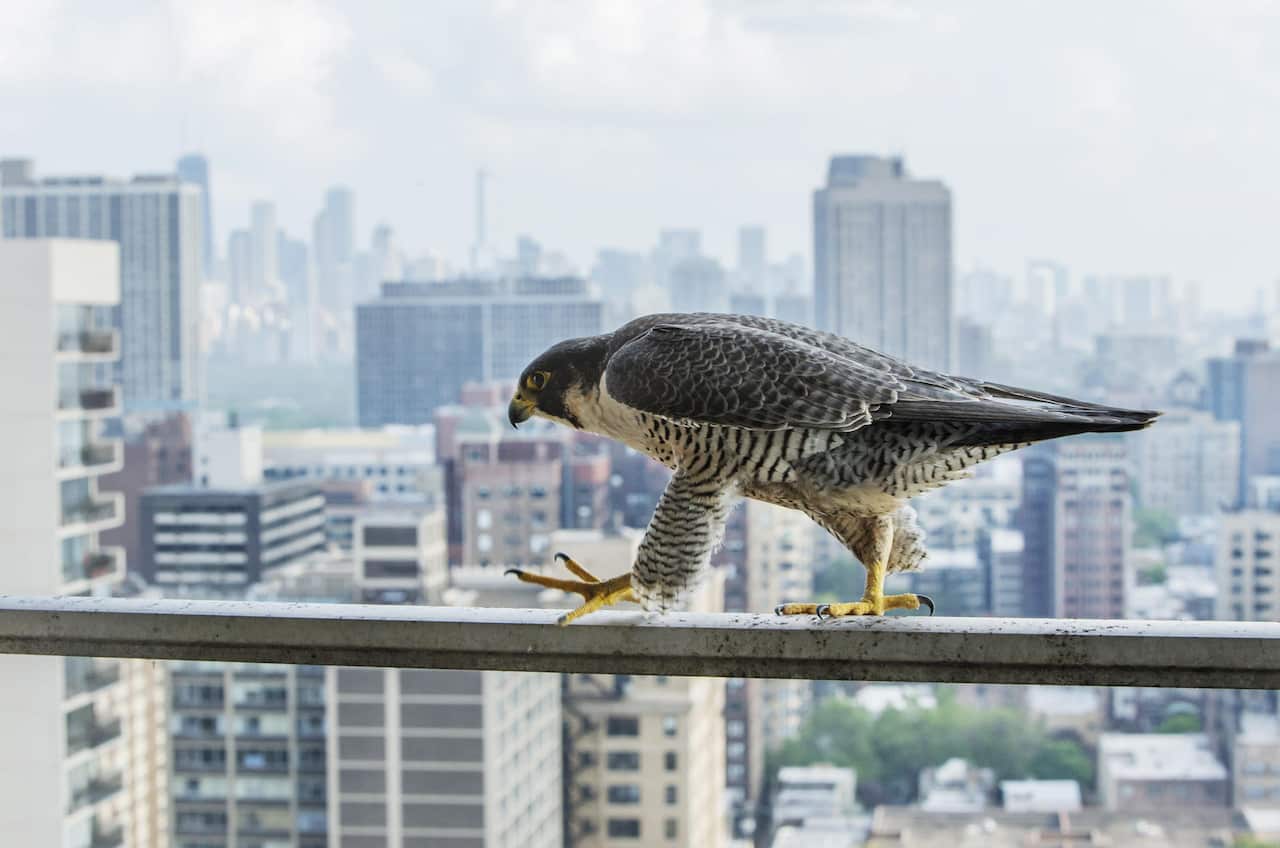 falcon