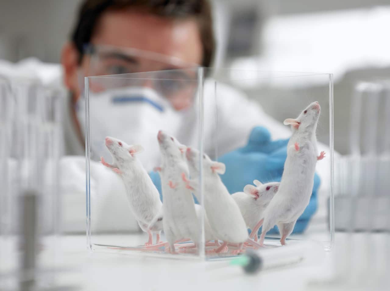 Making mice from two fathers was more complicated, the researchers said, and involved modifying haploid ESCs containing only a male parent’s DNA.