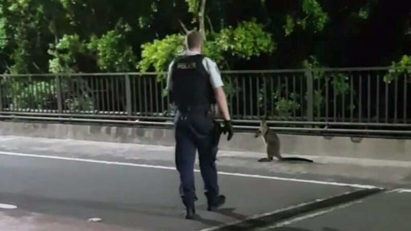 A wallaby was spotted on Sydney Harbour Bridge. 9 News (NSW Police)
