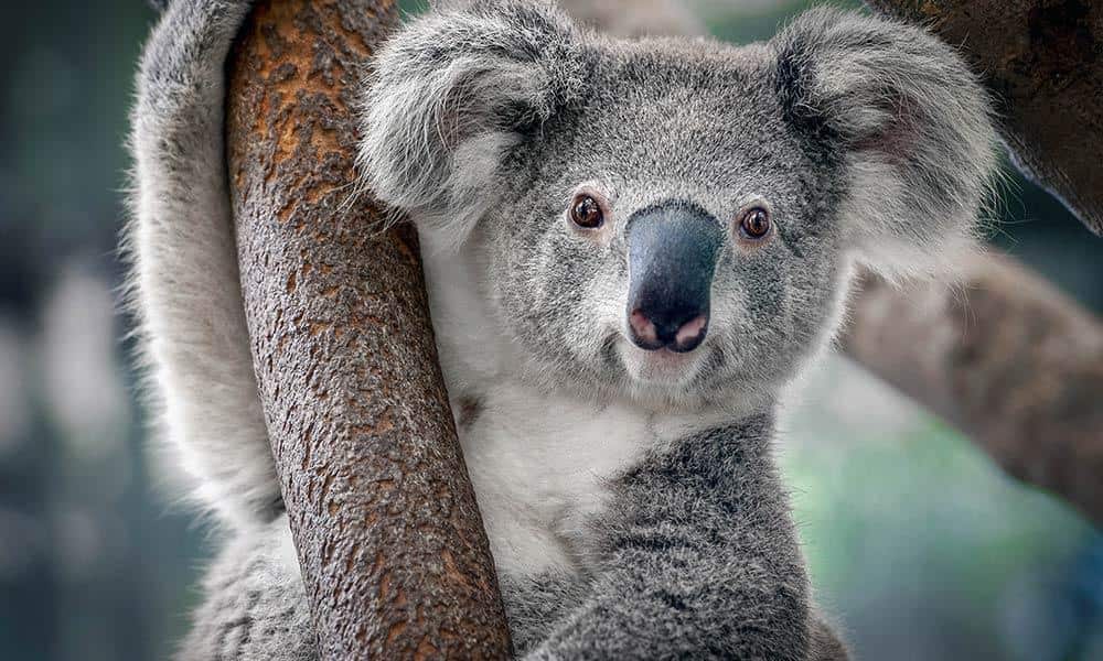 Koala habit is being under threat in NSW.