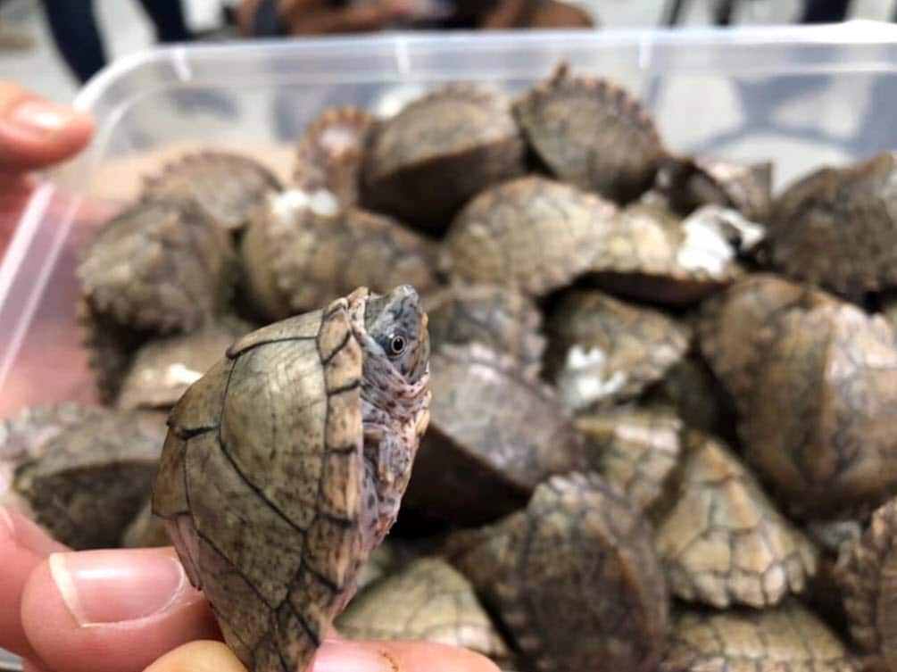 A handout photo made available by the Philippine Bureau of Customs (BOC) shows confiscated turtles on display during a press conference (AAP)
