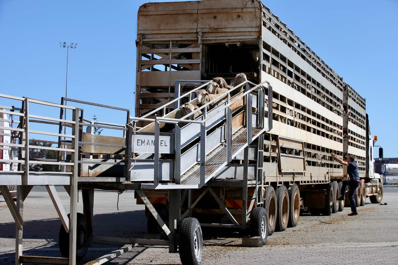A temporary ban on exporting live sheep from Australia to the Middle East ends this week. 