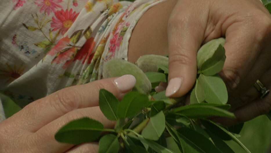 With California now in its fourth year of drought, Australian innovations could provide a lifeline for struggling almond farmers. (SBS)