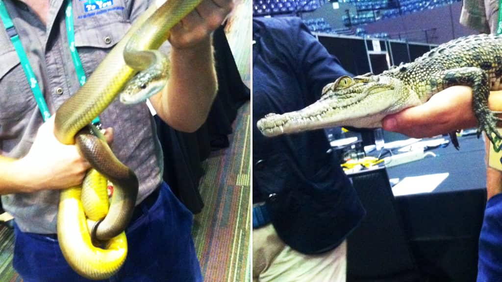 Local wildlife visiting G20 finance meeting at Cairns Convention Centre.