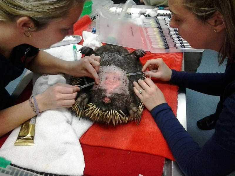 Matilda the Echidna undergoing allergen testing at Melbourne Specialist Veterinary Clinic.