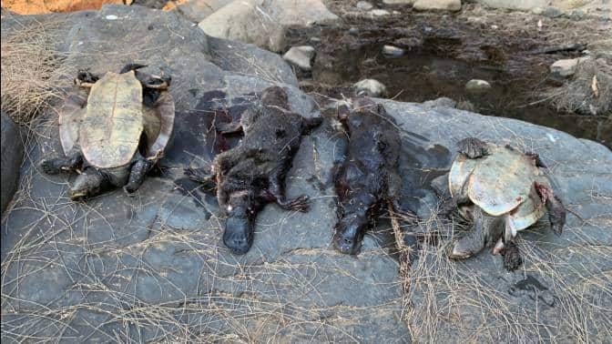 Aussie Ark conservationists found dead platypuses and turtles after bushfires swept through New South Wales.