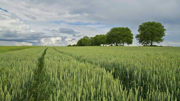 The biggest Australian export to Indonesia was wheat in 2015-2016.