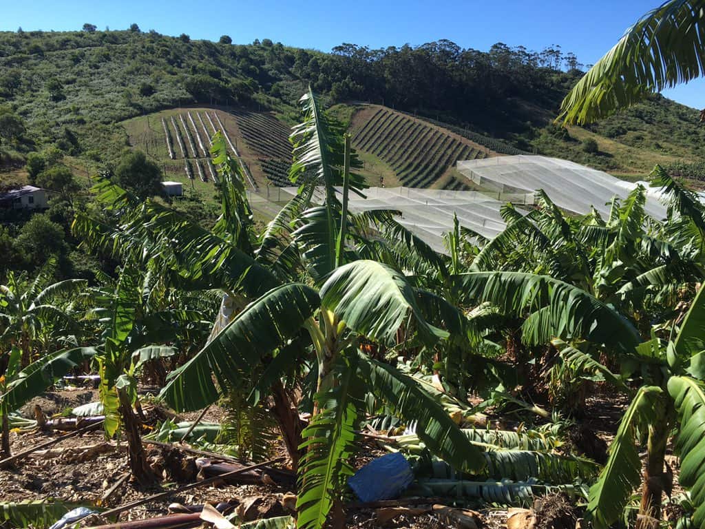 Damaged at a banana plantation in Woolgoolga, north of Coffs Harbour (SBS)