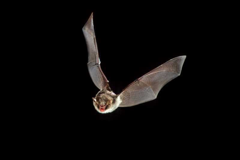 Daubenton's Bat - in flight at night.