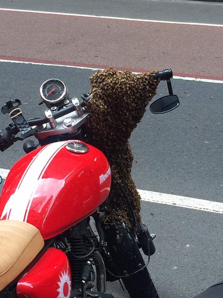 A photo of the bees after they settled for a motorbike to be their new home.